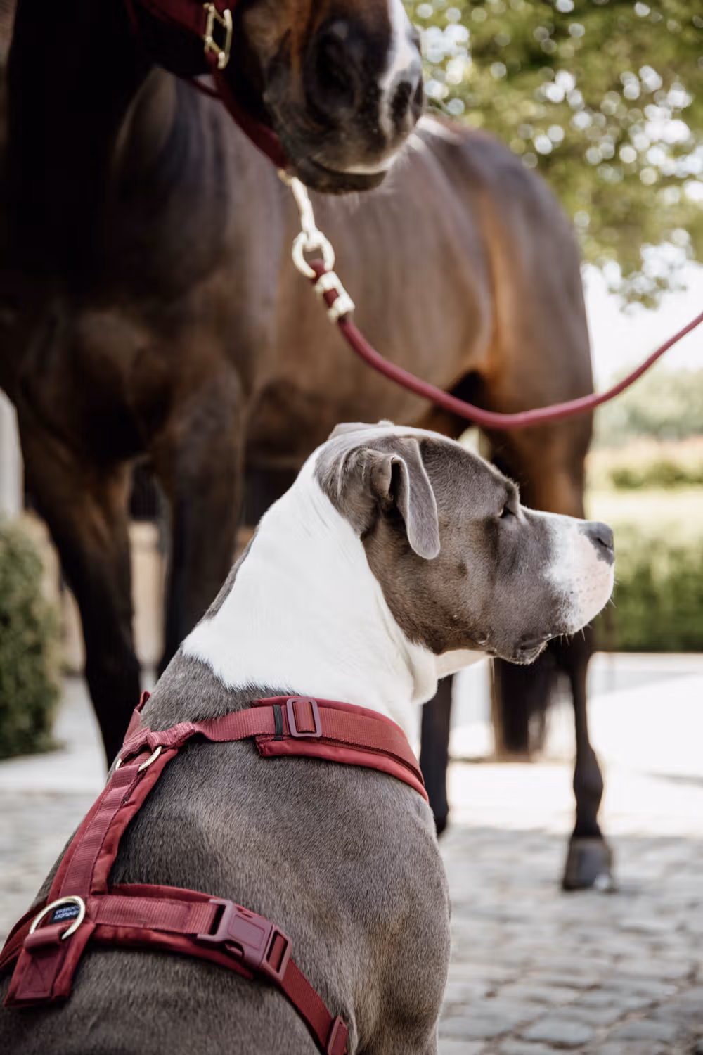 Dog Harness active velvet bordeaux S 26-40cm