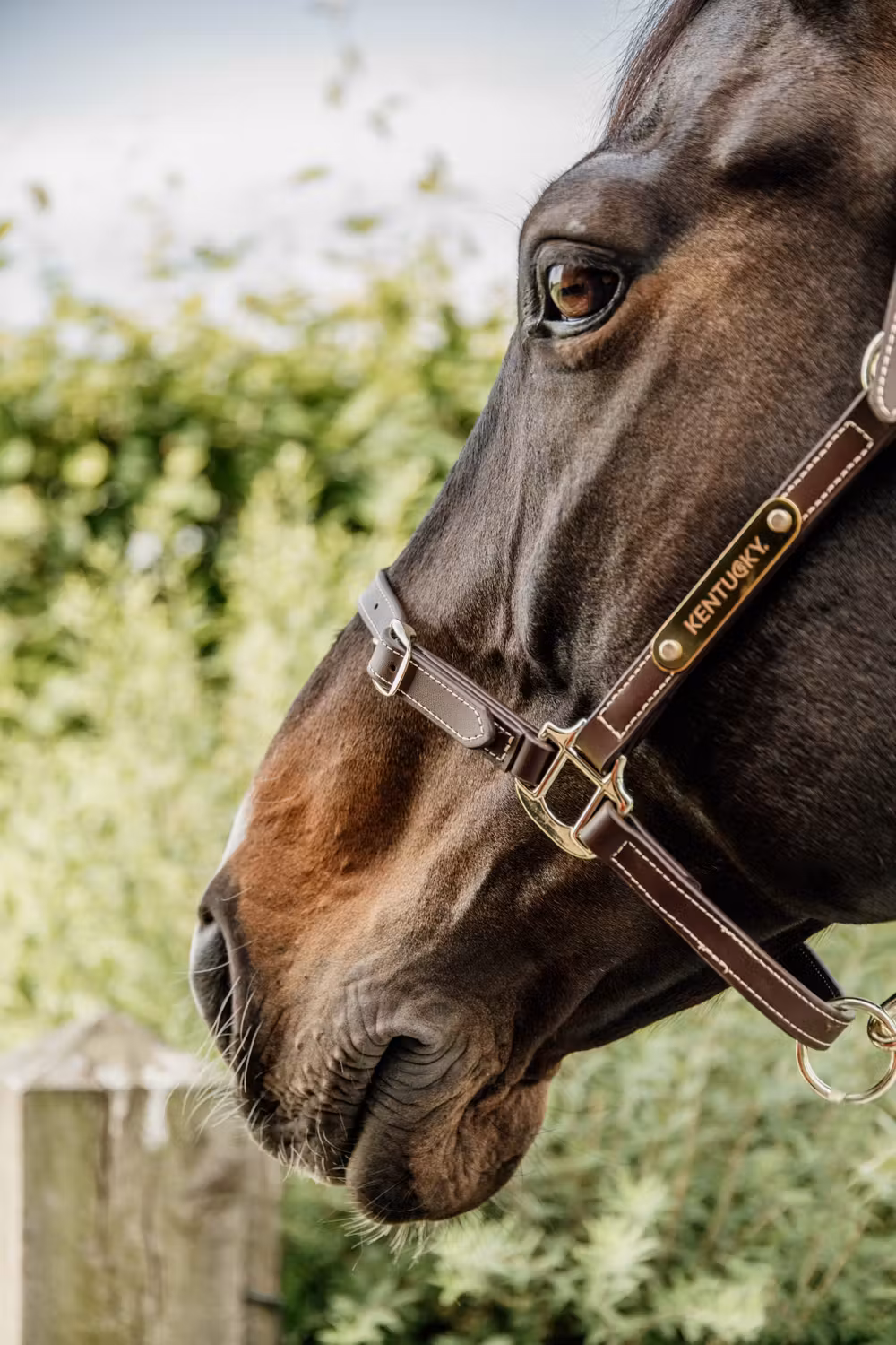 Leather Halter flexible brown Full
