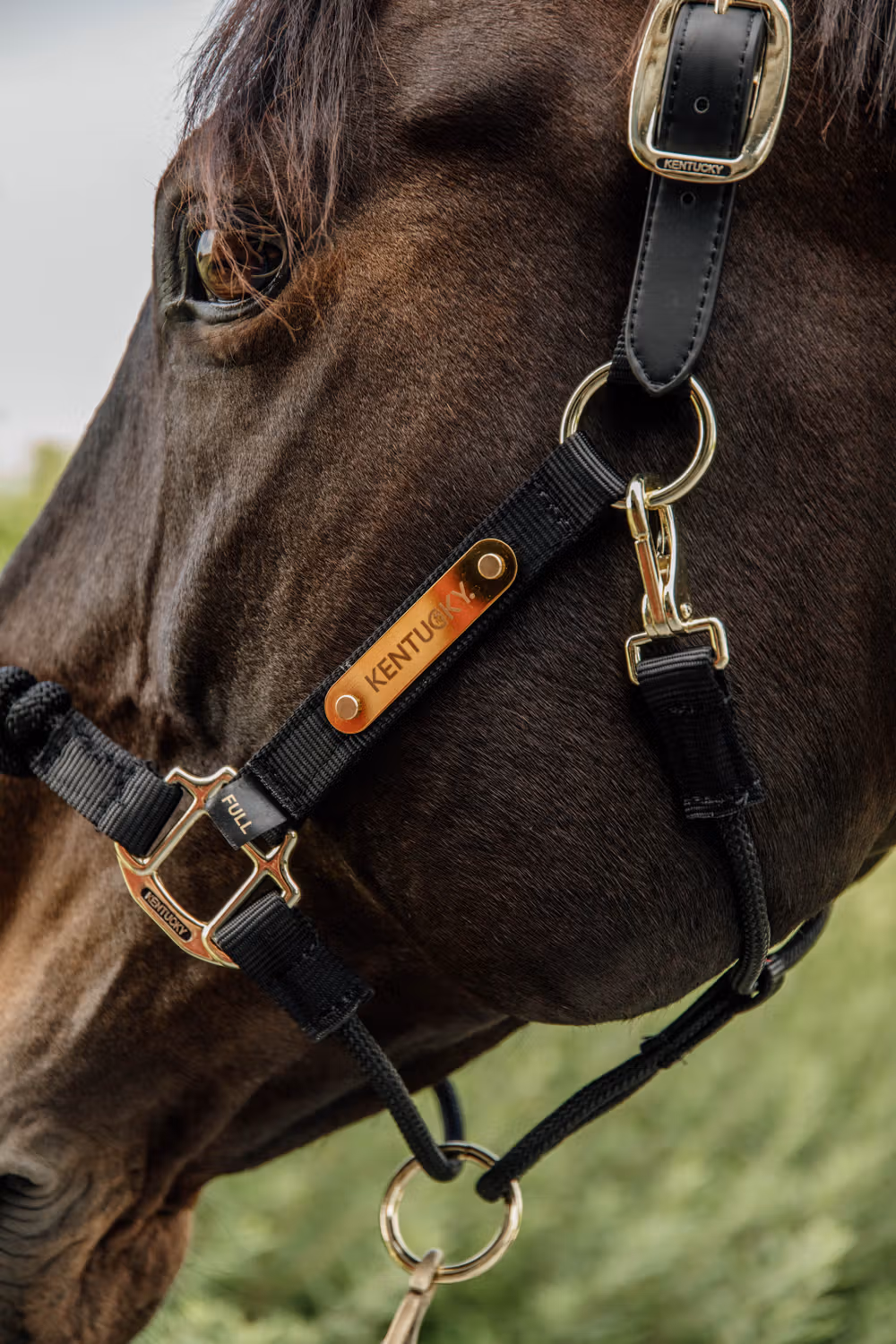 Control Halter Nylon black Cob