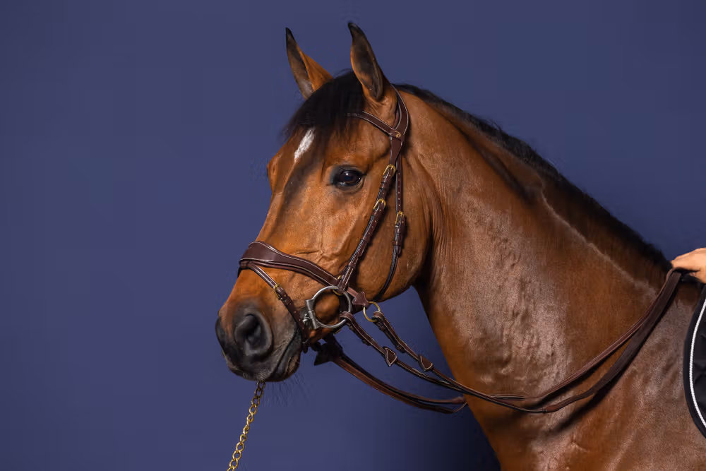 D Motion Bridle