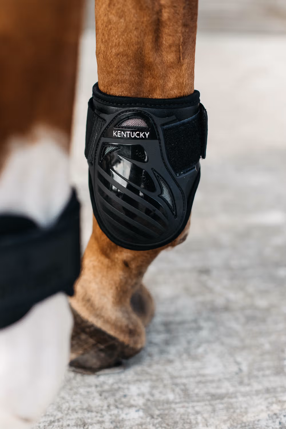 Young Horse fetlock boots black M NEW