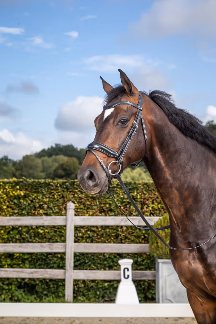 Matte Medium Crank Noseband Bridle With Flash