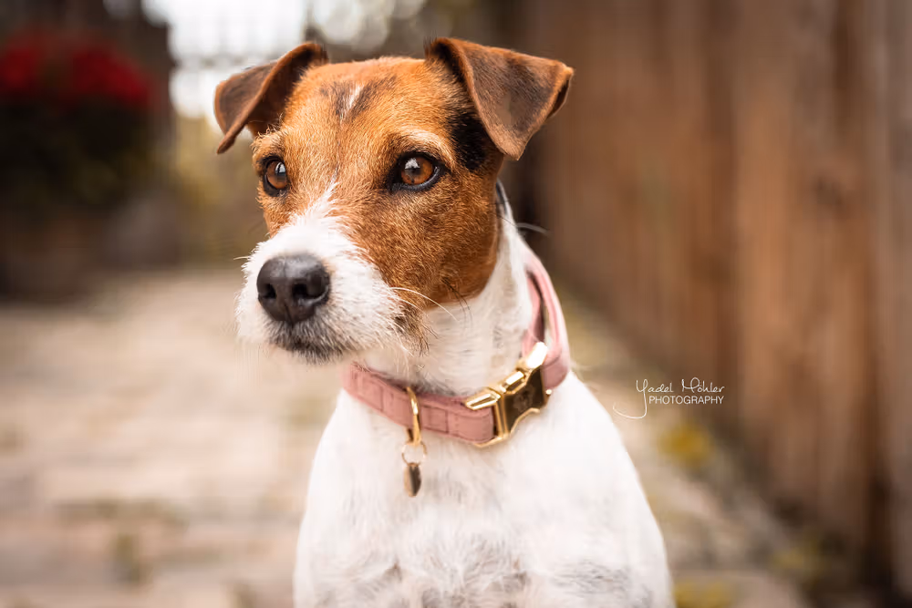 Dog Collar velvet old rose M'36-52cm