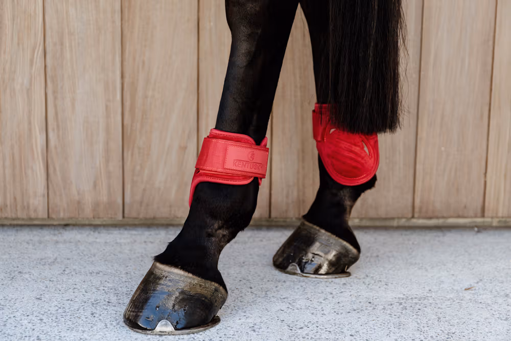 Young Horse fetlock boots Velvet red S