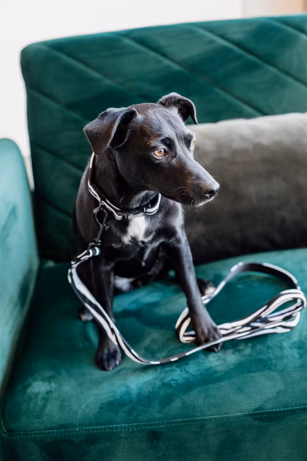 Dog Collar zebra S'28-40cm