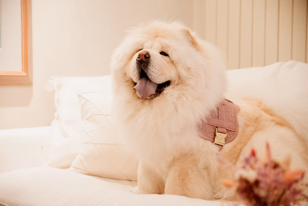 Dog Harness body safe wool light rose S'49-67cm