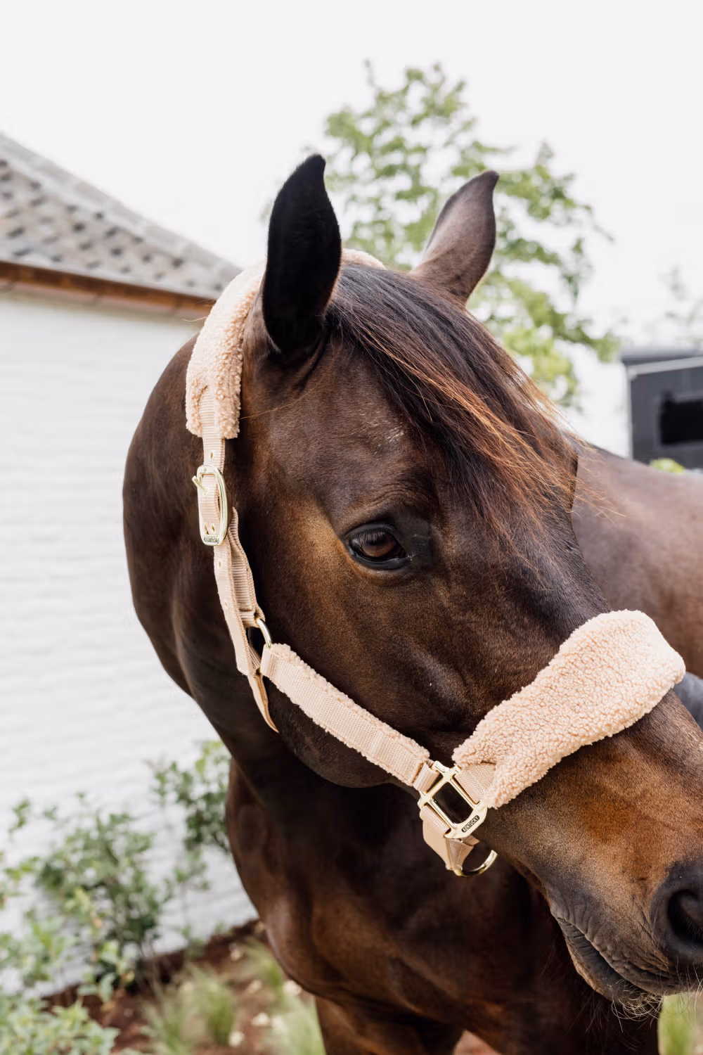 Teddy fleece Halter beige Pony