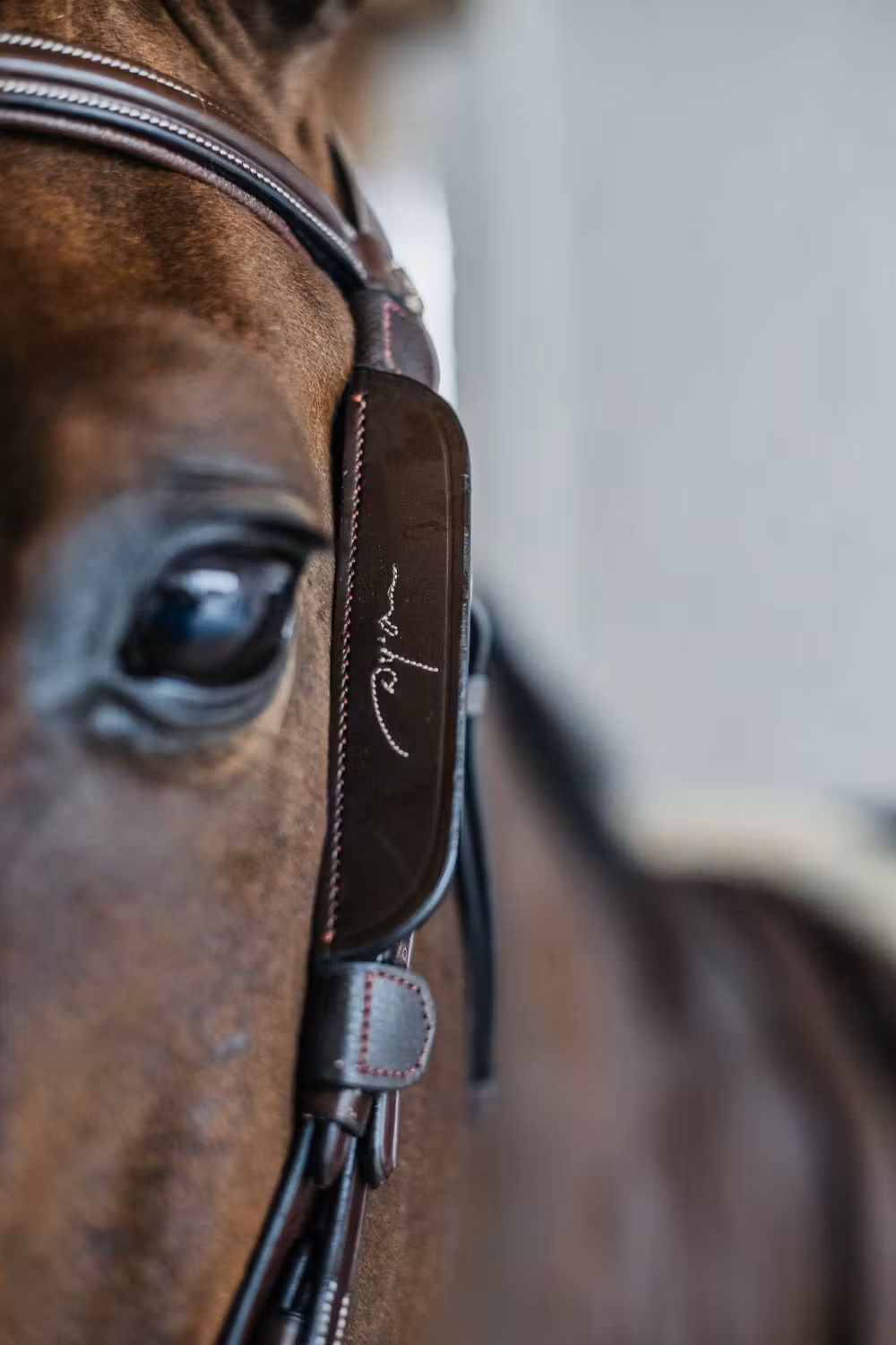 Blinkers with Fancy Brown