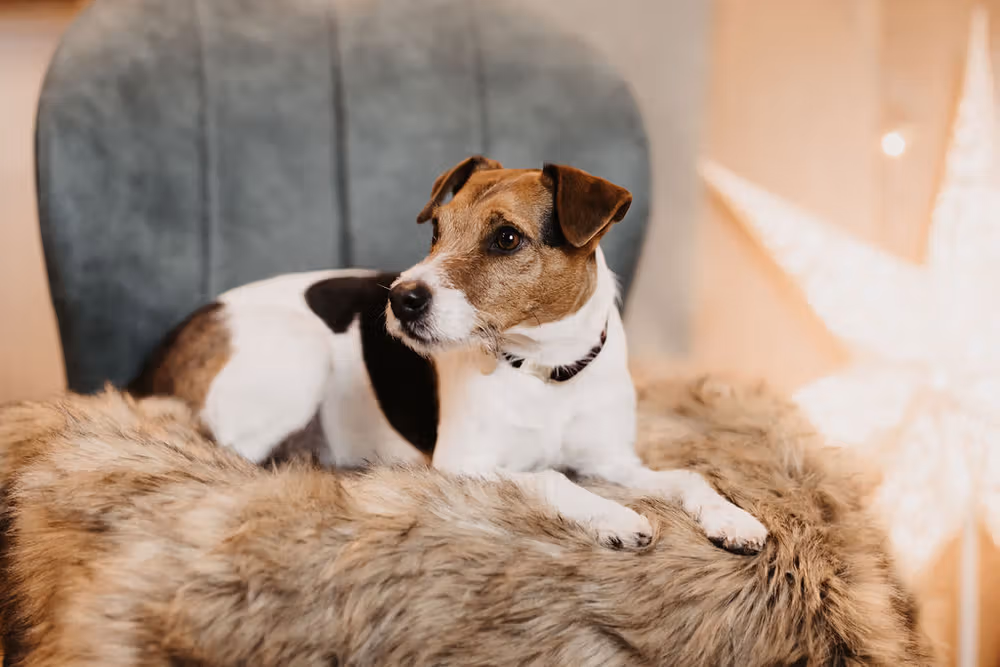 Dog bed to go blanket FUZZY,S 80x60cm