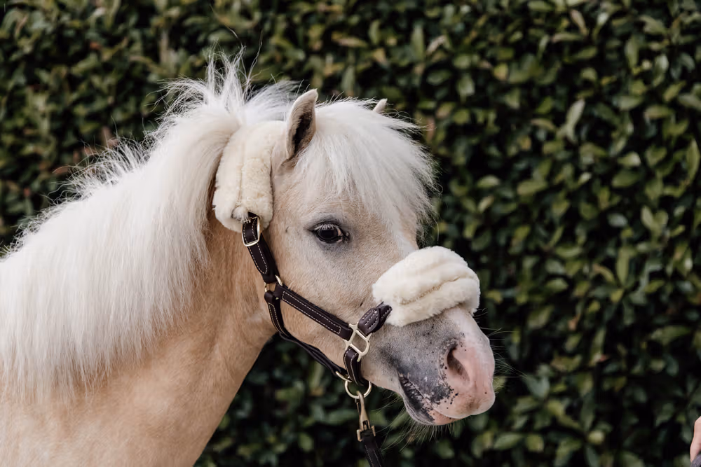 Leather halter sheepskin Pony