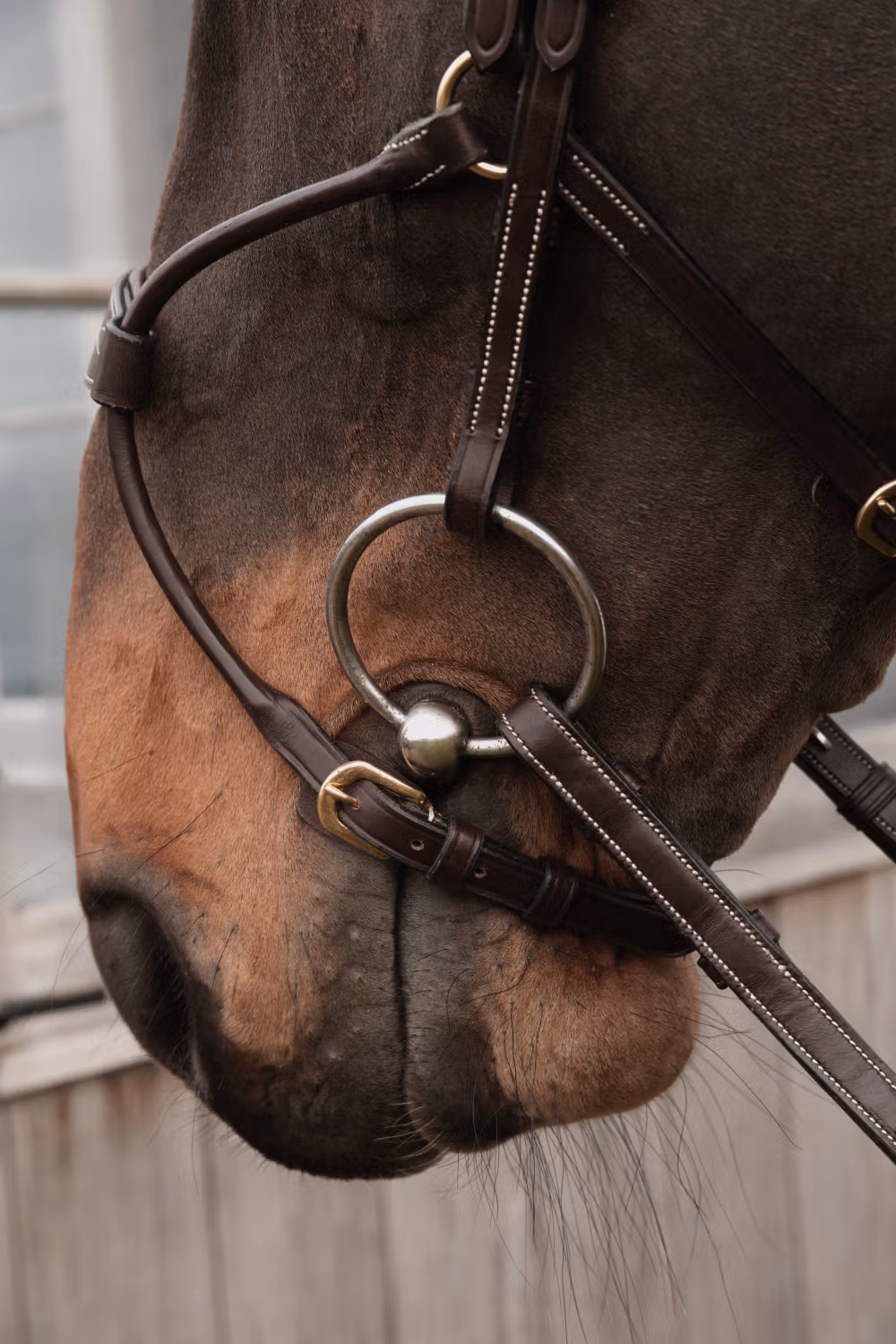 Hybrid noseband DY coll, Cob/brown