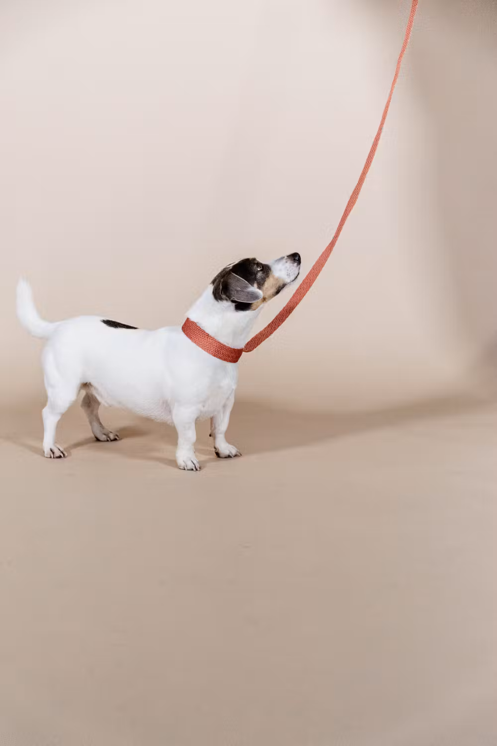 Dog collar Jacquard terracotta XL 71cm