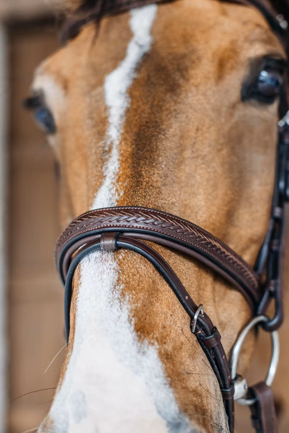 Plaited Flash Noseband Bridle Brown Full NE