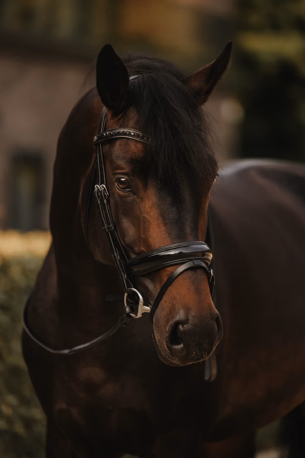 Patent Large Crank Noseband Bridle With Flash