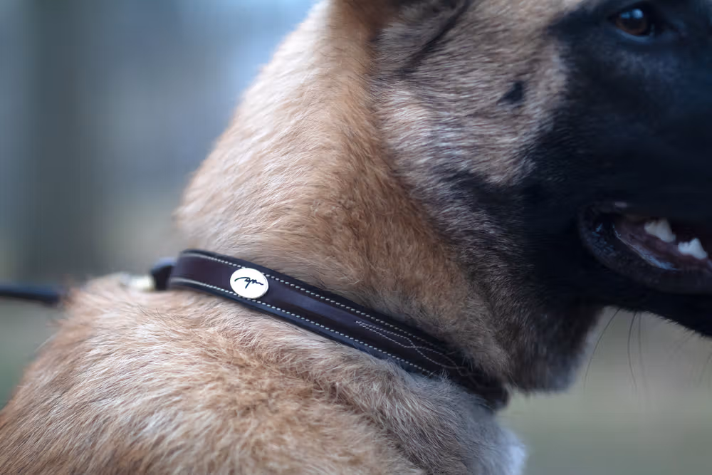 Fancy Dog Collar