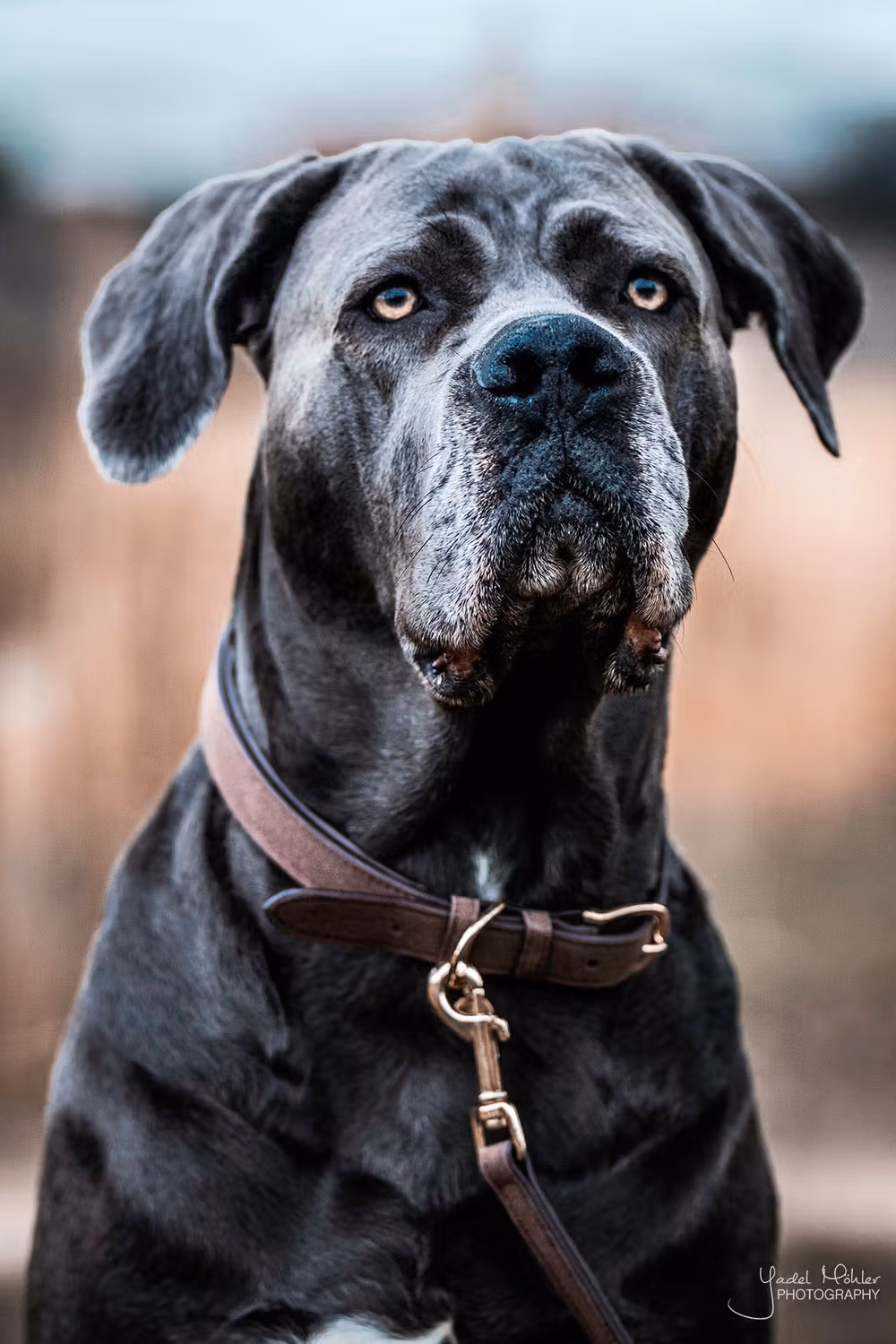 Dog collar Velvet leather Size XL-71cm