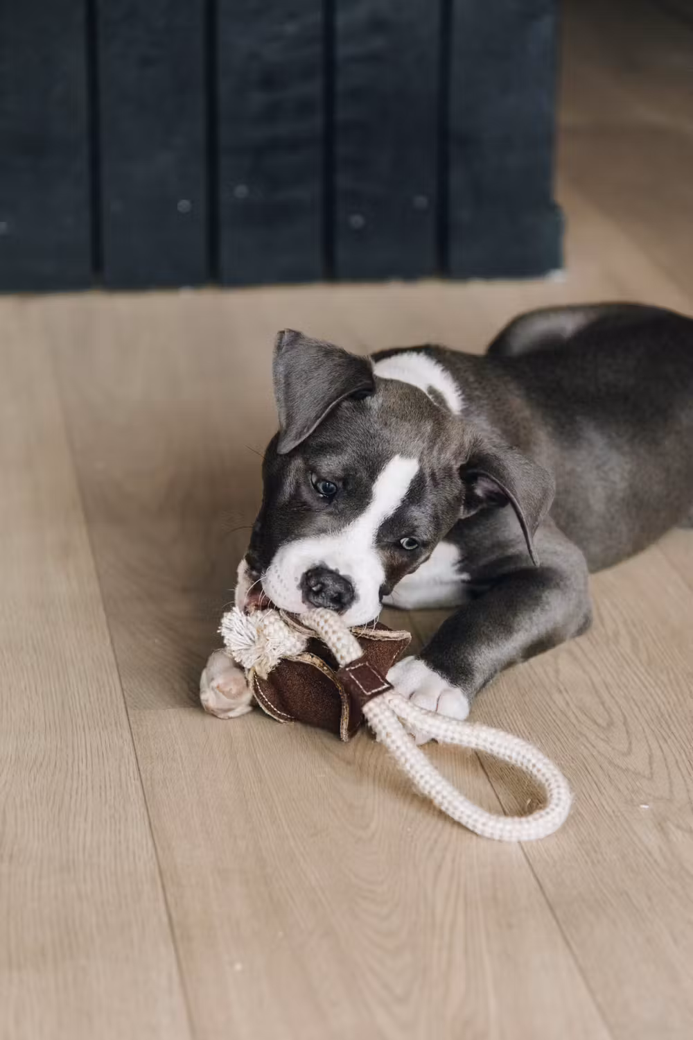Dog toy cotton rope baseball