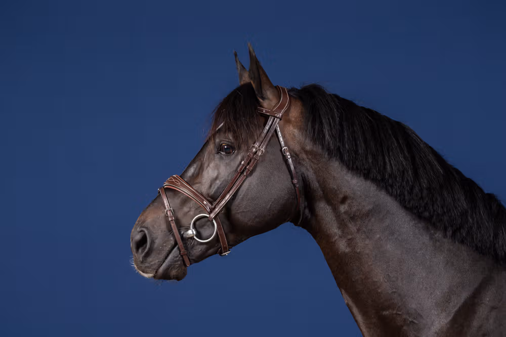 Anatomic Flash Noseband Bridle