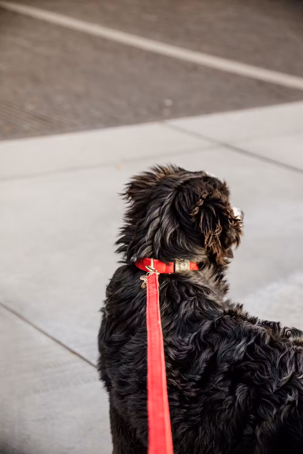 Dog lead corduroy red 120cm