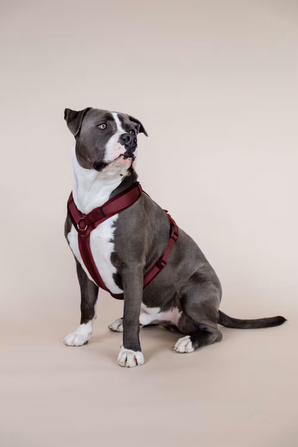 Dog Harness active velvet bordeaux S 26-40cm