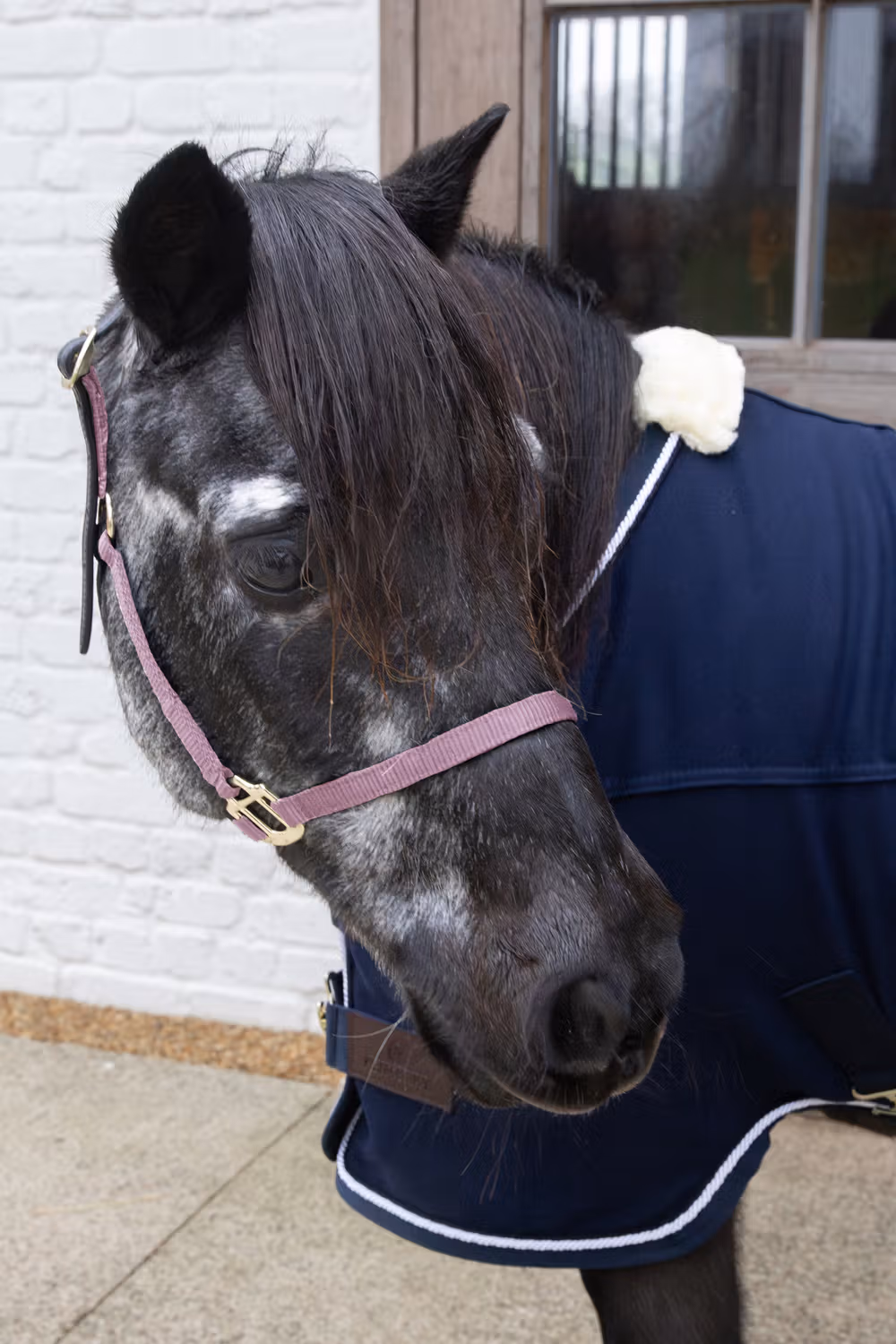 Nylon halter Breakaway old rose Shetland Pony
