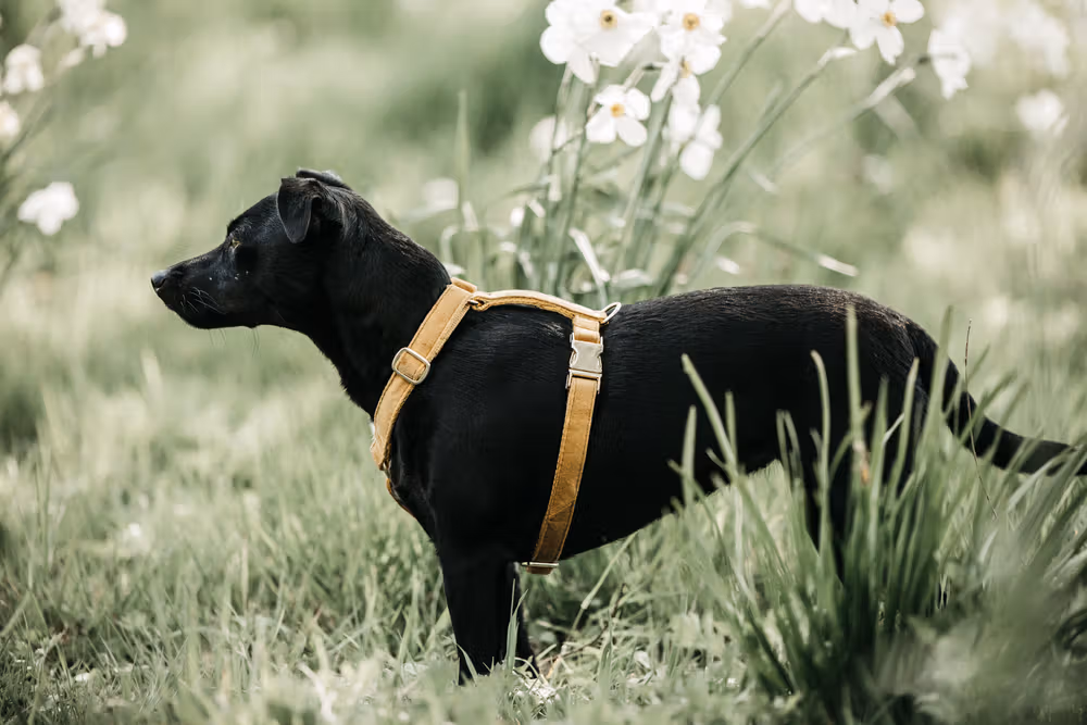 Dog Harness loop velvet mustard L'75-100cm