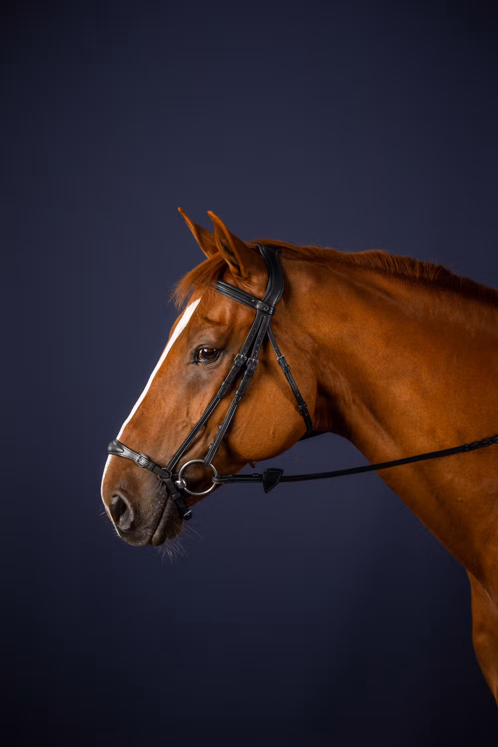 Adjustable Drop Noseband Bridle