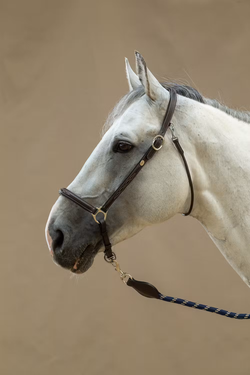 Grooming Halter