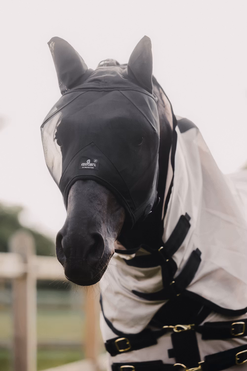 Fly mask classic with ears black Pony