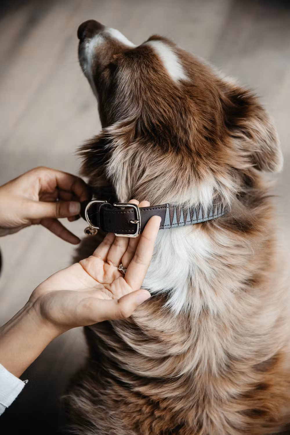 Dog collar triangle' Size L-62cm