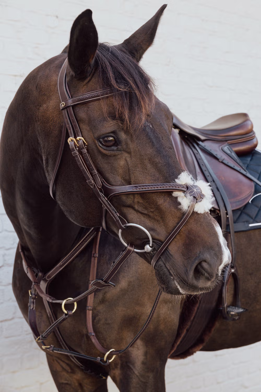 Plaited Figure 8 Bridle BROWN FULL