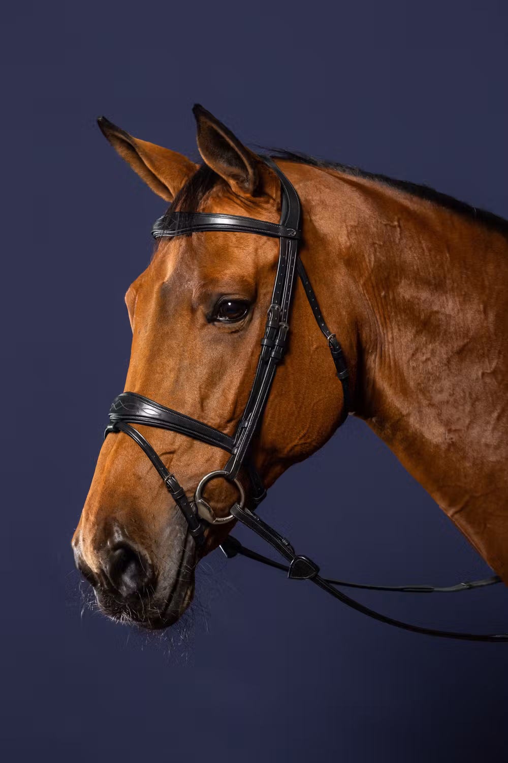 Anatomic Flash Noseband Bridle
