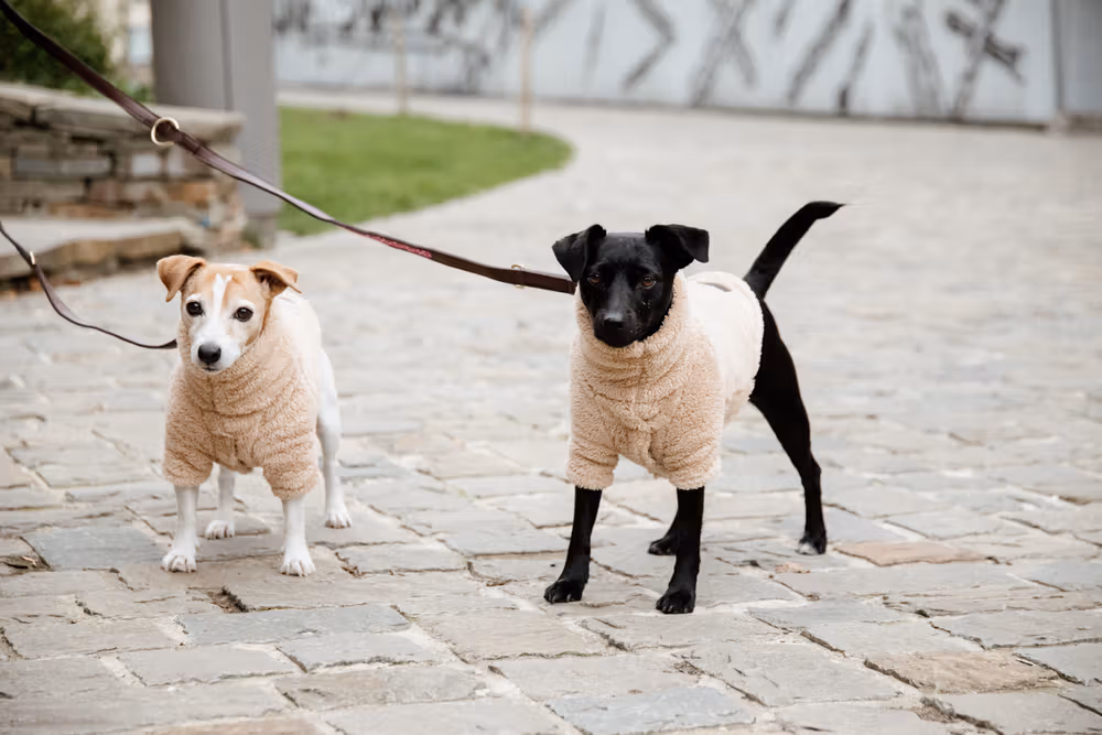 Dog sweater teddy fleece beige xxs 25cm