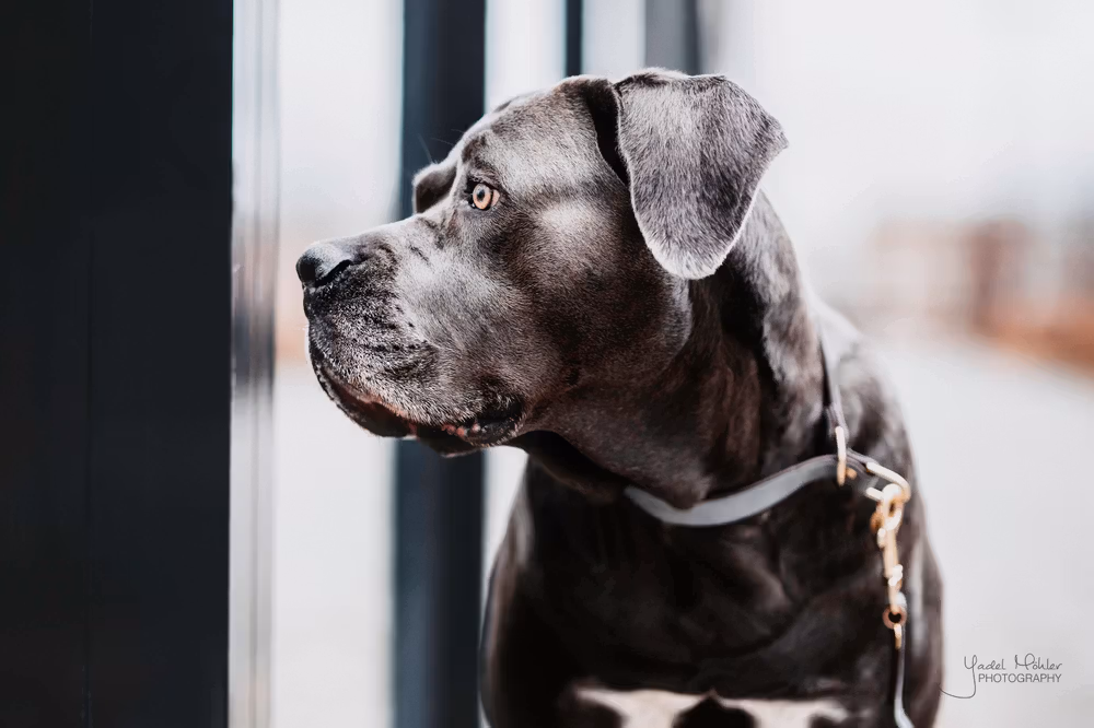 Dog Collar 'Loop' grey, size XS-35 cm