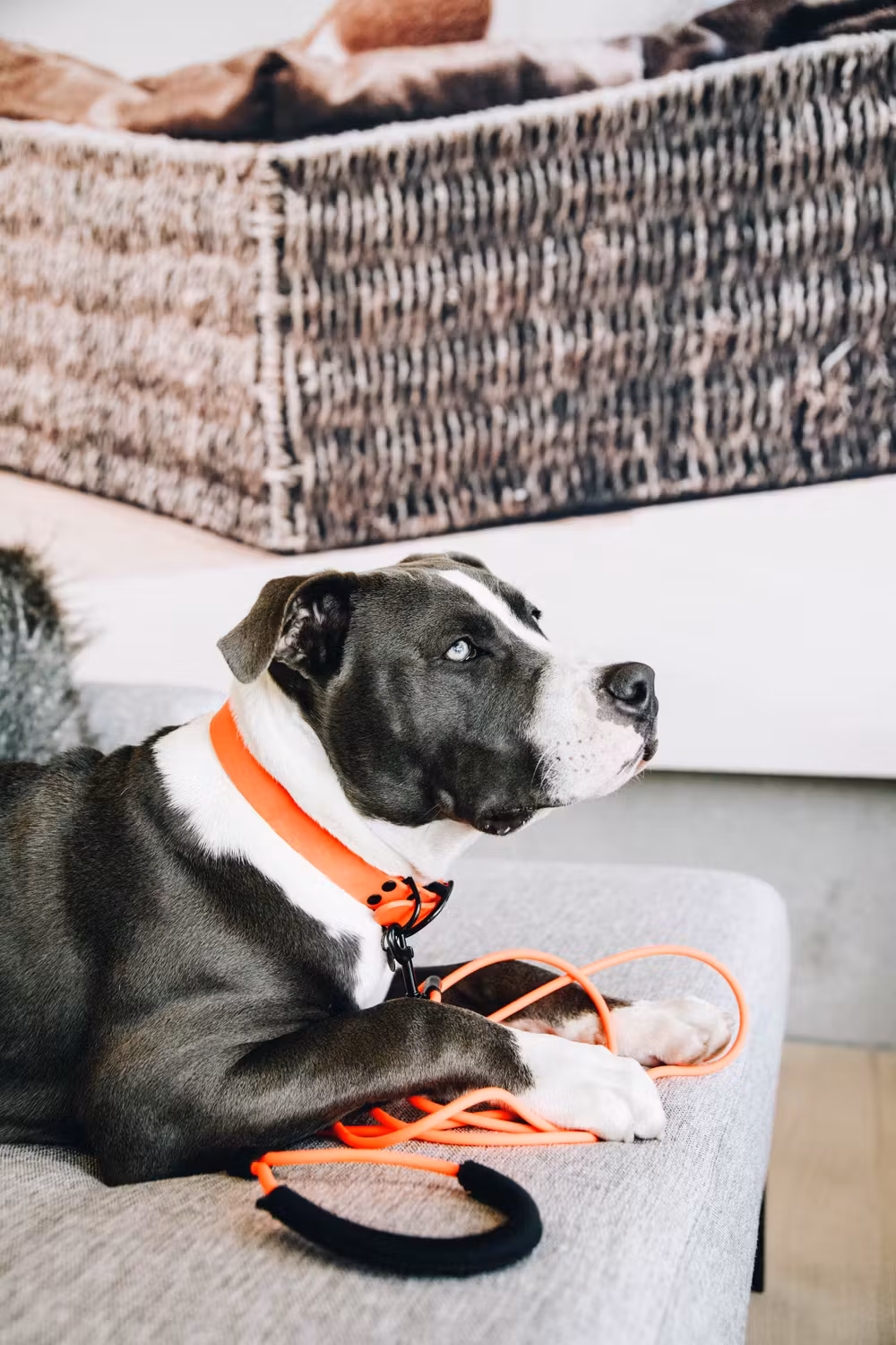 Dog collar soft rubber neon orange XS 37cm