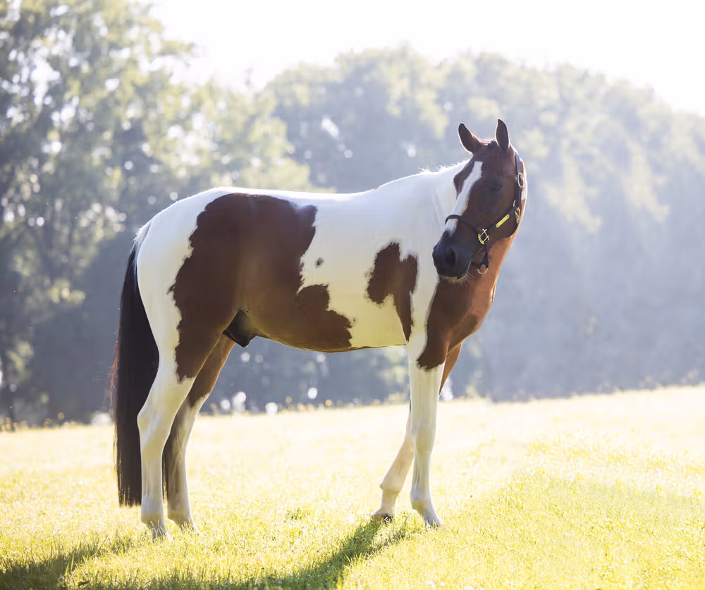 Relax Horse Toy Alvin