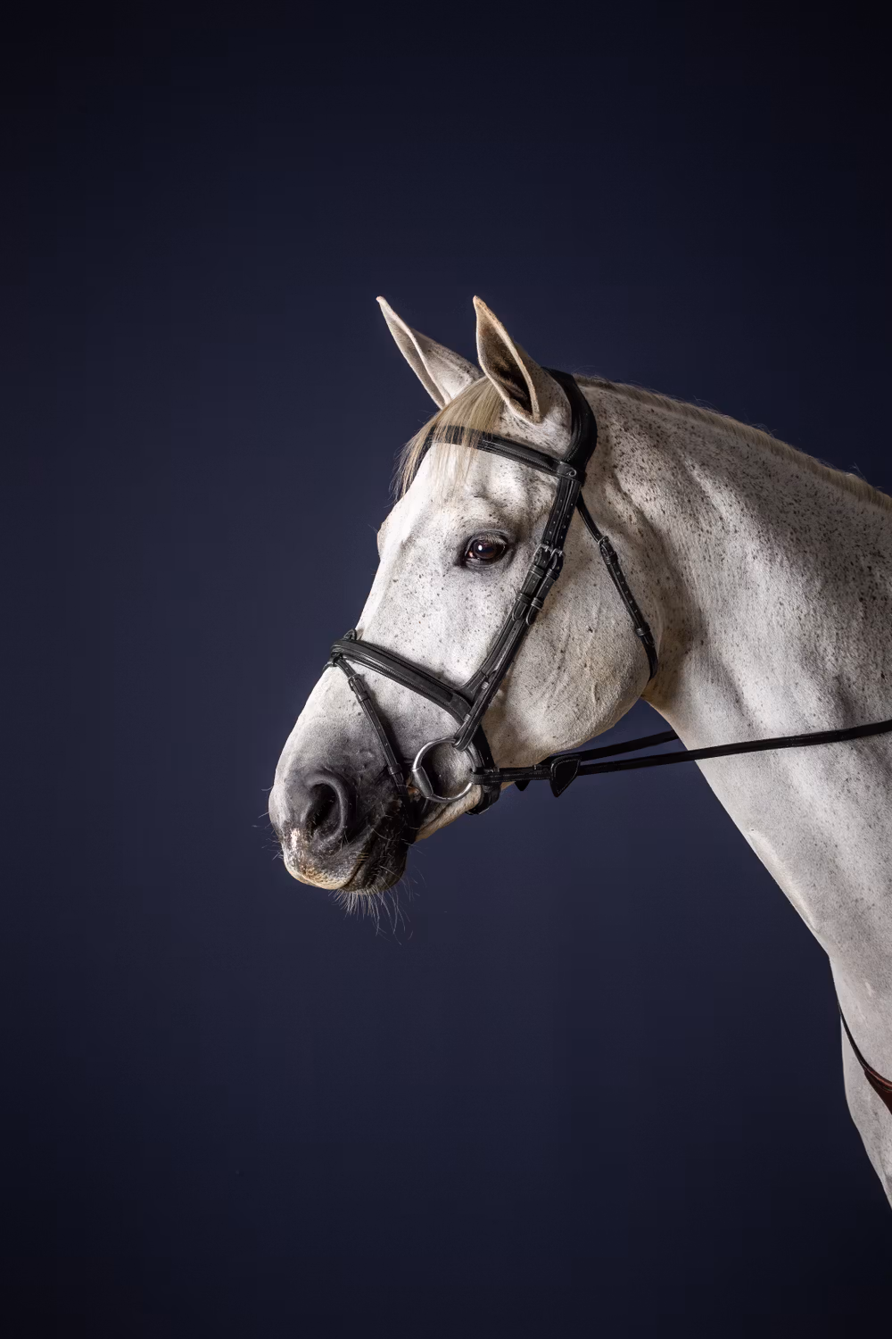 Flash Noseband Bridle