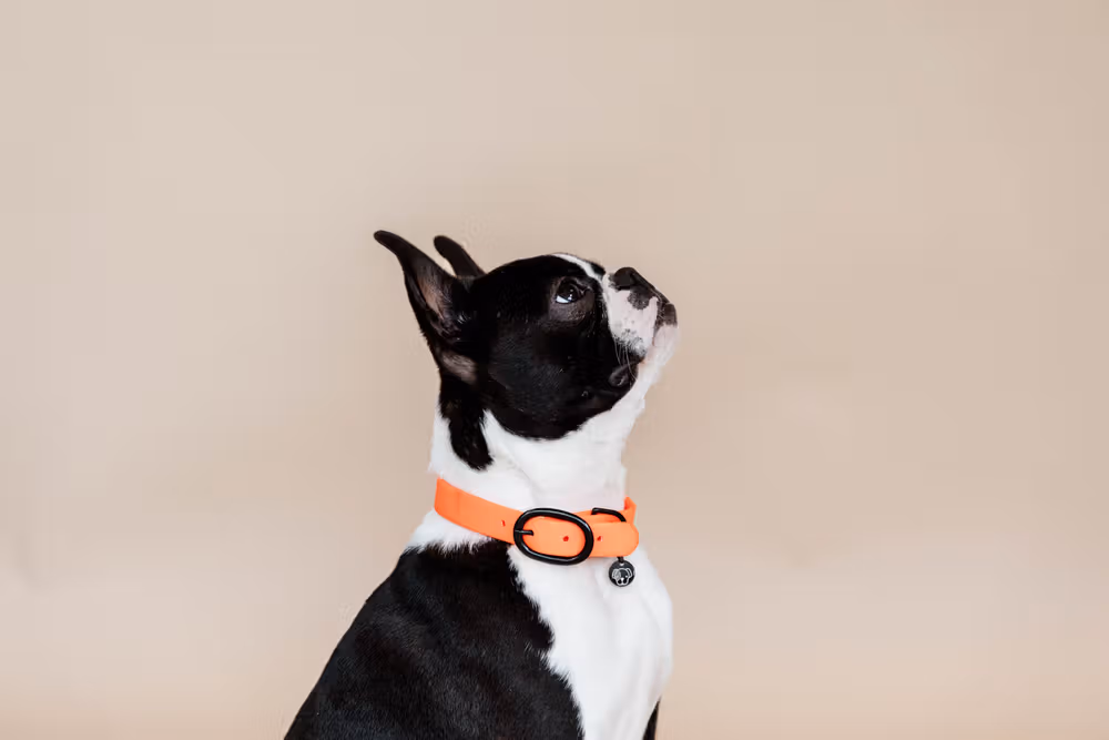 Dog collar soft rubber neon orange XS 37cm