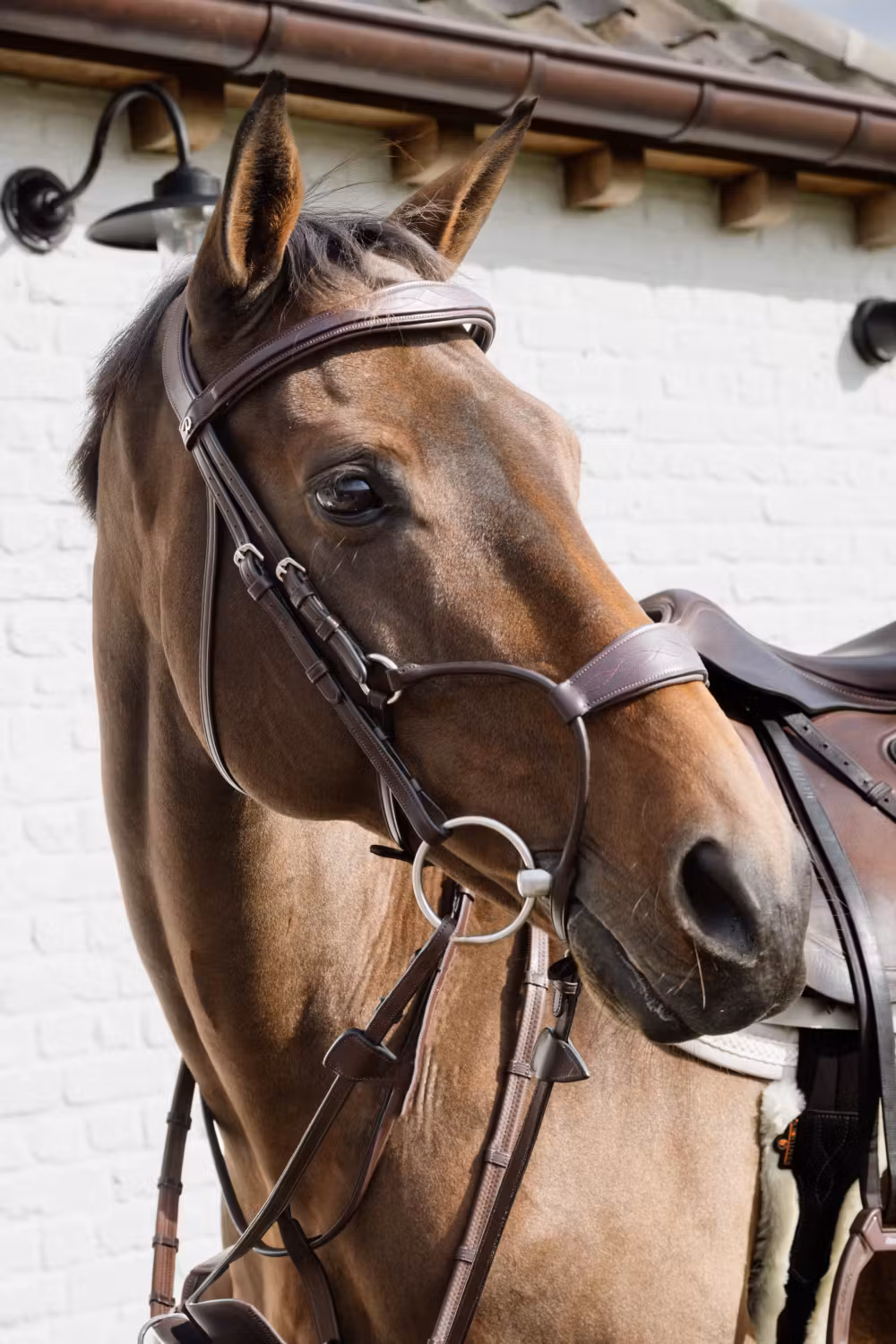 Hybrid noseband NE coll, Pony/brown