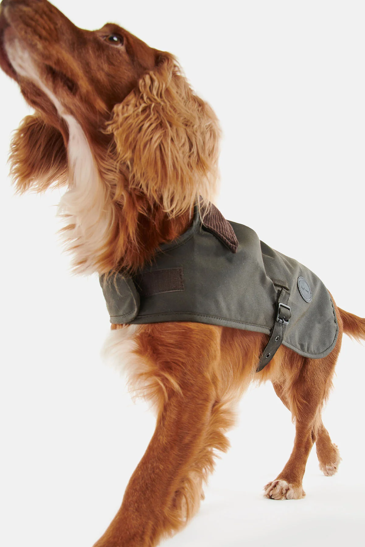 Wax dog coat - OLIVE
