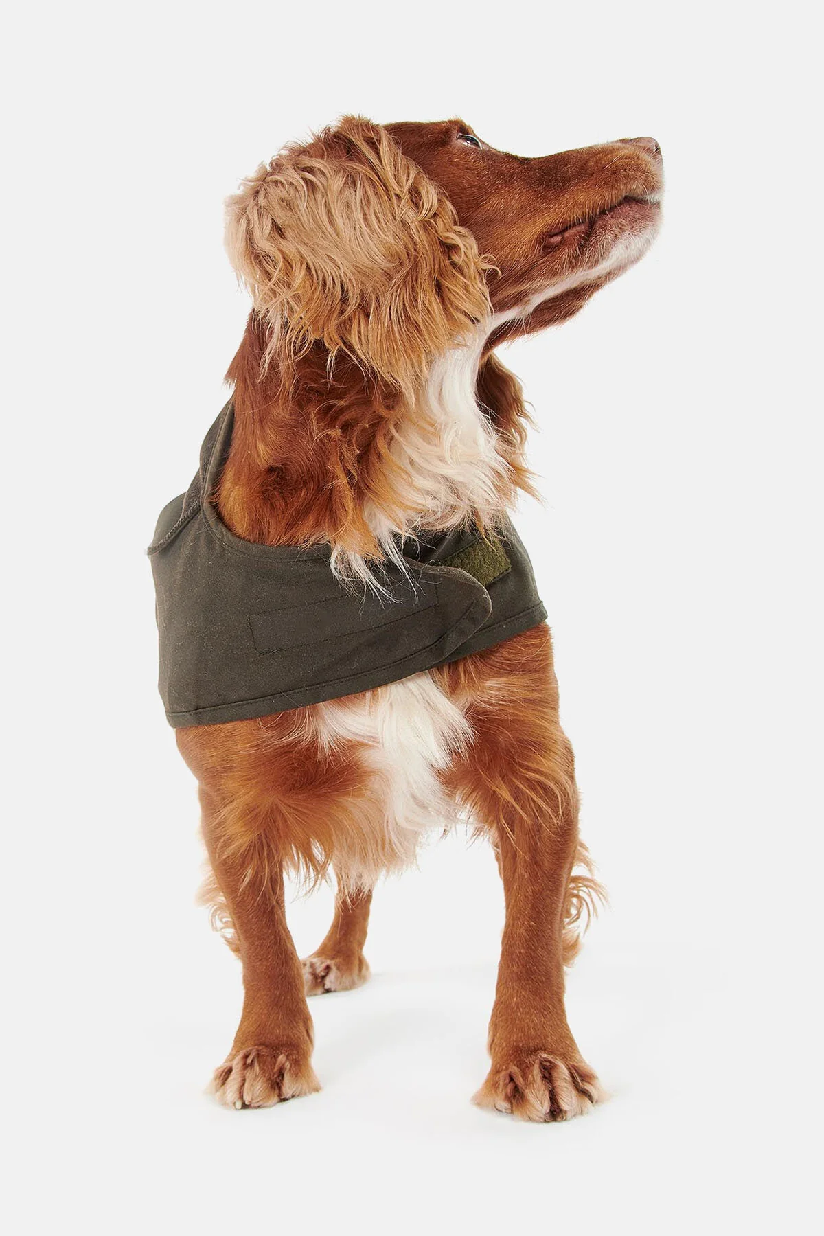 2 in 1 Wax Dog Coat - OLIVE